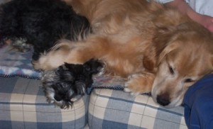 pets on couch relaxing